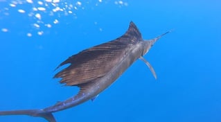 Full Day Marlin Fishing Trip