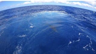 Full Day Marlin Fishing Trip