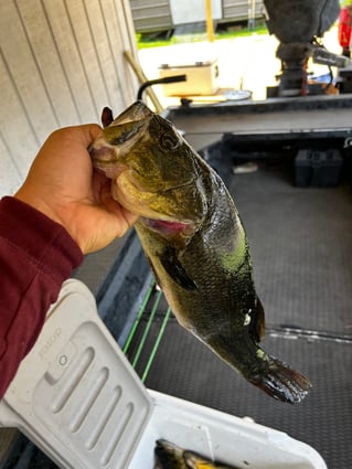 Marsh Monster