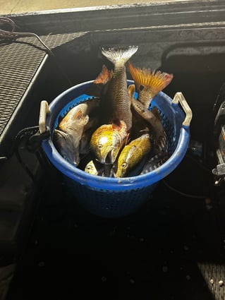 Marsh Monster