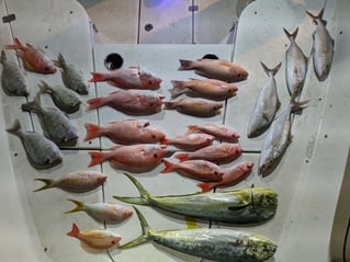 Deep Sea Offshore Fishing