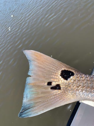 Inshore Redfish And Trout