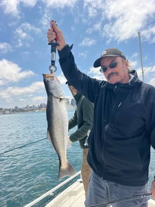 San Diego Bay Fly Fishing