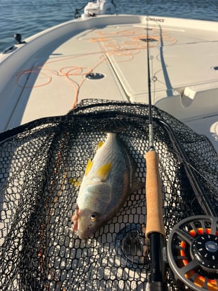 San Diego Bay Fly Fishing