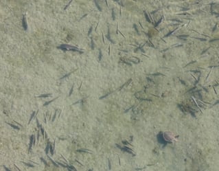 Sightfishing North Carolina