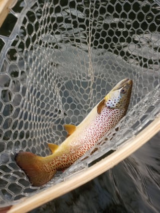 Finger Lakes Full Or Half Days