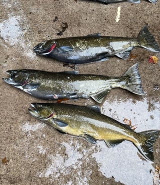 4-8 Hour Fishing Trip 