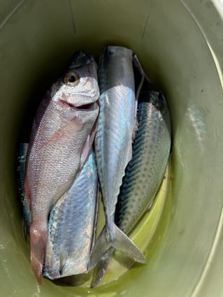 Adriatic Fishing Trip