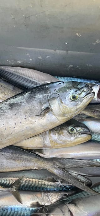Adriatic Fishing Trip