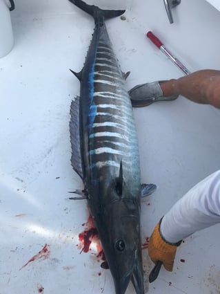 1/2, 3/4, Full Gulf Stream Fishing