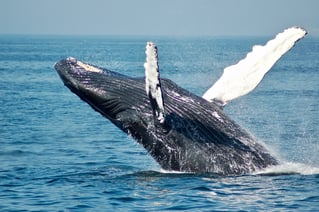 Private Tours - Yatch