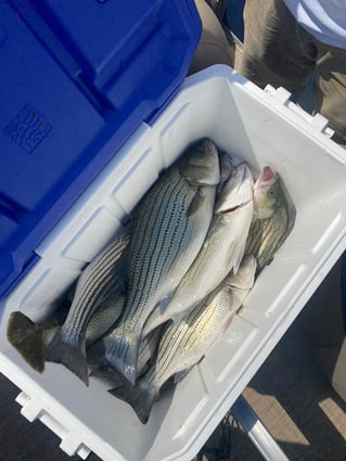 Striper Fishing