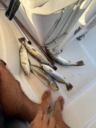 Snook, Redfish & Trout Fishing Trip