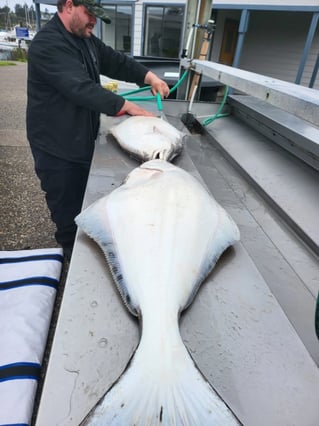 Full Day Trip – Halibut Long Range