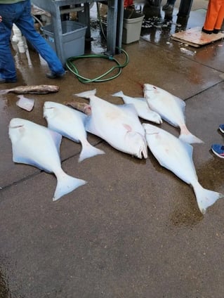 Full Day Trip – Halibut Long Range