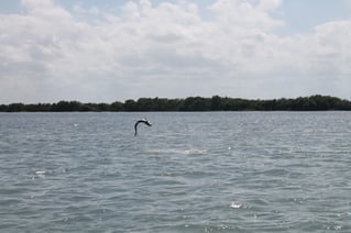 Inshore Fishing Trip