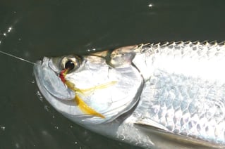 Inshore Fishing Trip