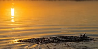 Inshore Fishing Trip