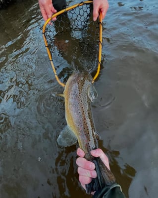 Connecticut River Wade Trips