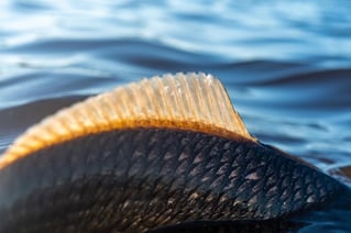SWFL Fly Fishing