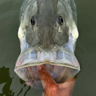 SWFL Fly Fishing