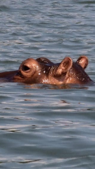 Lake Victoria Boat Safari