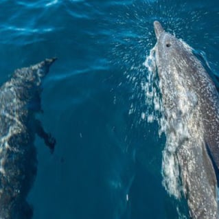 Chino Salsa - Sport Fishing Trip