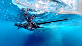Offshore Fishing Trips