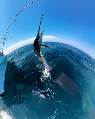 Offshore Fishing Trips