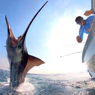 Offshore Fishing Trips