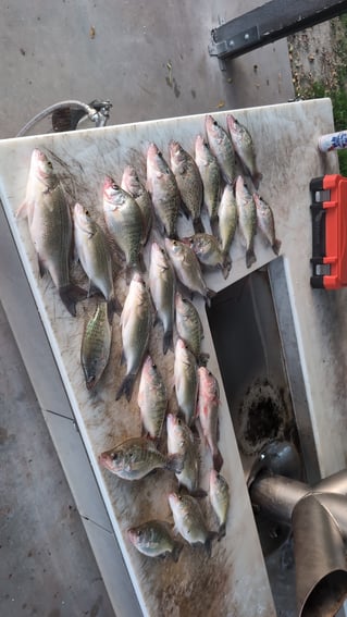 Half Day Or Full Day Fishing Trip