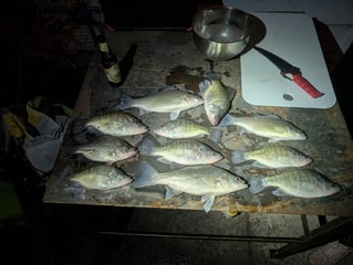 Half Day Or Full Day Fishing Trip