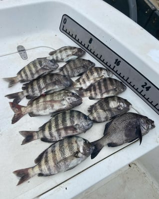 3-6 Hr Inshore / Port 