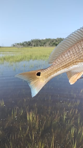 Flood Tide Sight Fishing 