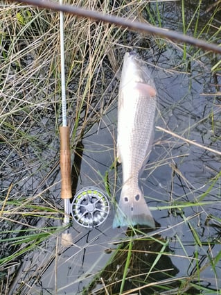 Flood Tide Sight Fishing 