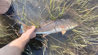 Flood Tide Sight Fishing 