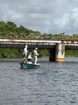 Tarpons In Recife, Brazil
