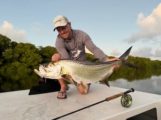 Tarpons In Recife, Brazil