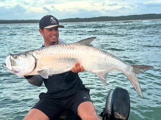 Tarpons In Recife, Brazil