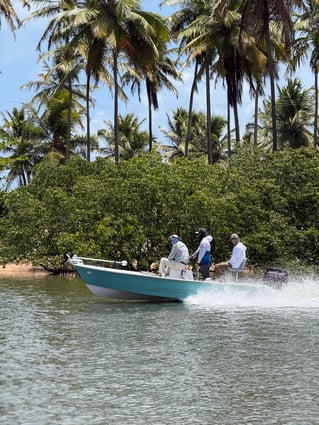 Tarpons In Recife, Brazil