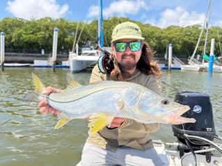 Tarpons In Recife, Brazil