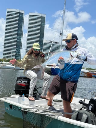 Tarpons In Recife, Brazil