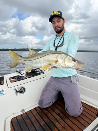 Tarpons In Recife, Brazil