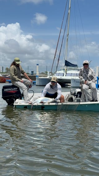 Tarpons In Recife, Brazil