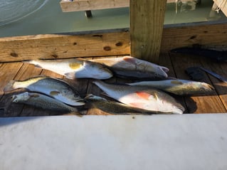 Fish On The Hook