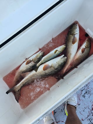 Fish On The Hook