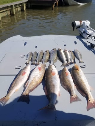 1/2 Day Bay Trip