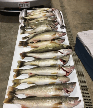 Lake Erie Walleye Fishing