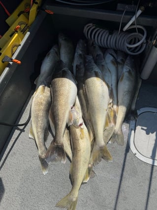 Lake Erie Walleye Fishing