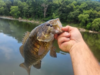 4-8 Hour Bass Fishng Trip